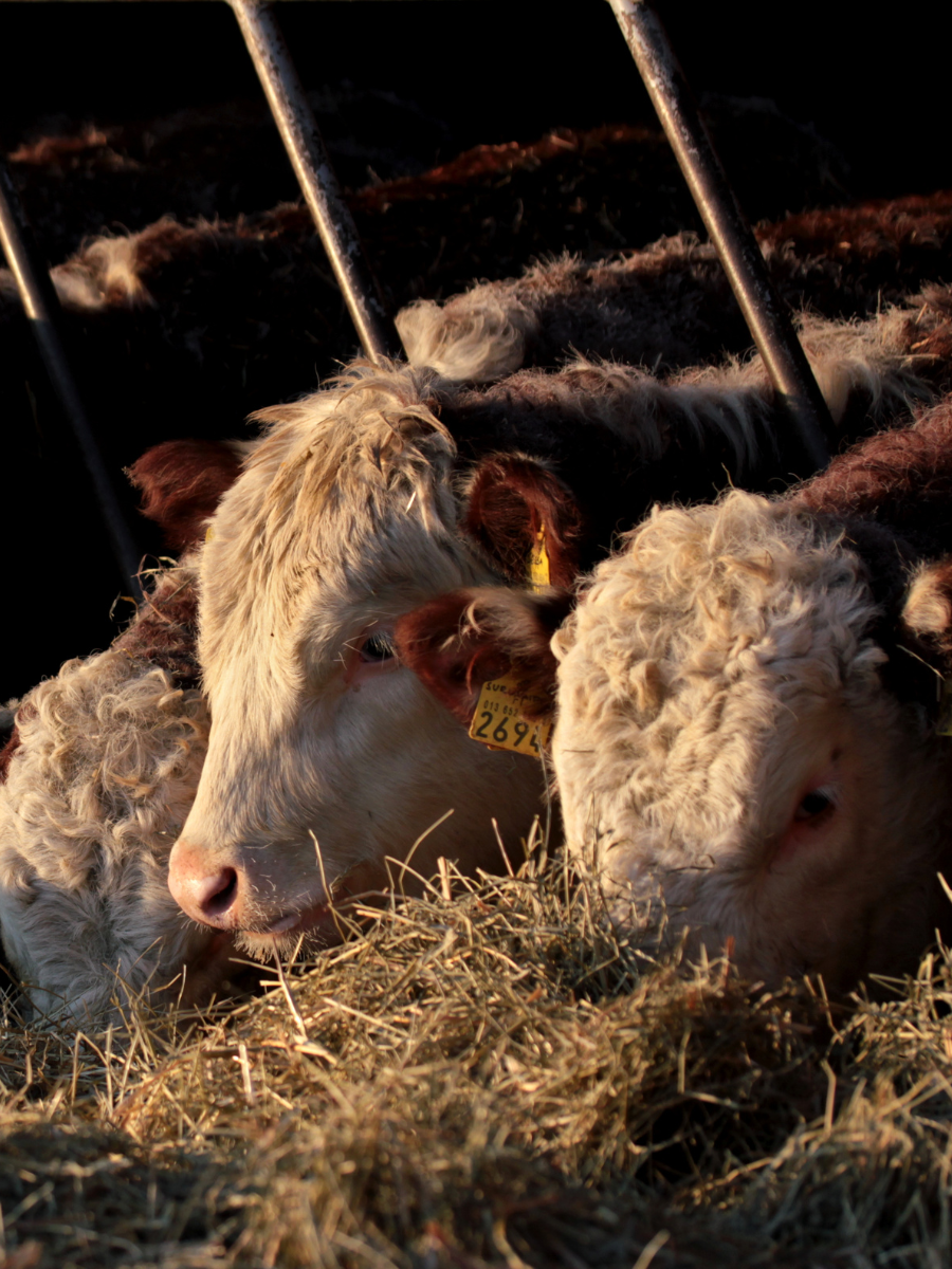 hereford lehmät navettavalkea tohmajärvi