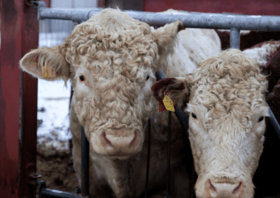 aberdee angus sonni ja hereford emolehmä