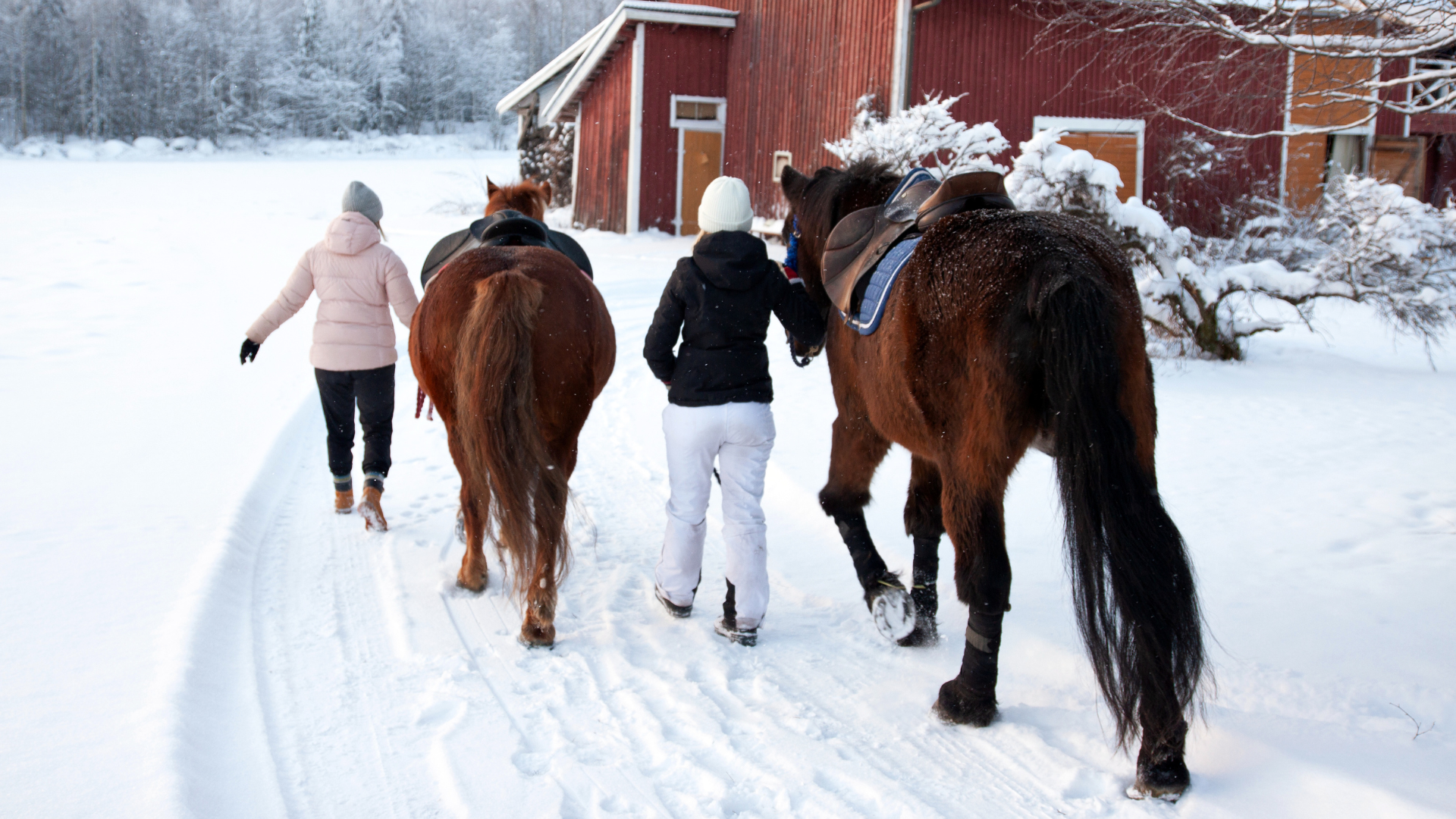 talutusratsastus talvella villavalkeassa pikkujoulut