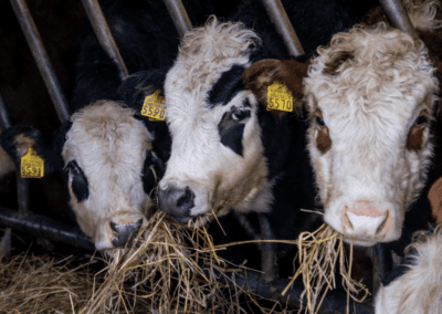 hiehot navettavalkea