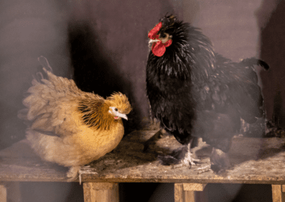 navettavalkean kana ja kukko