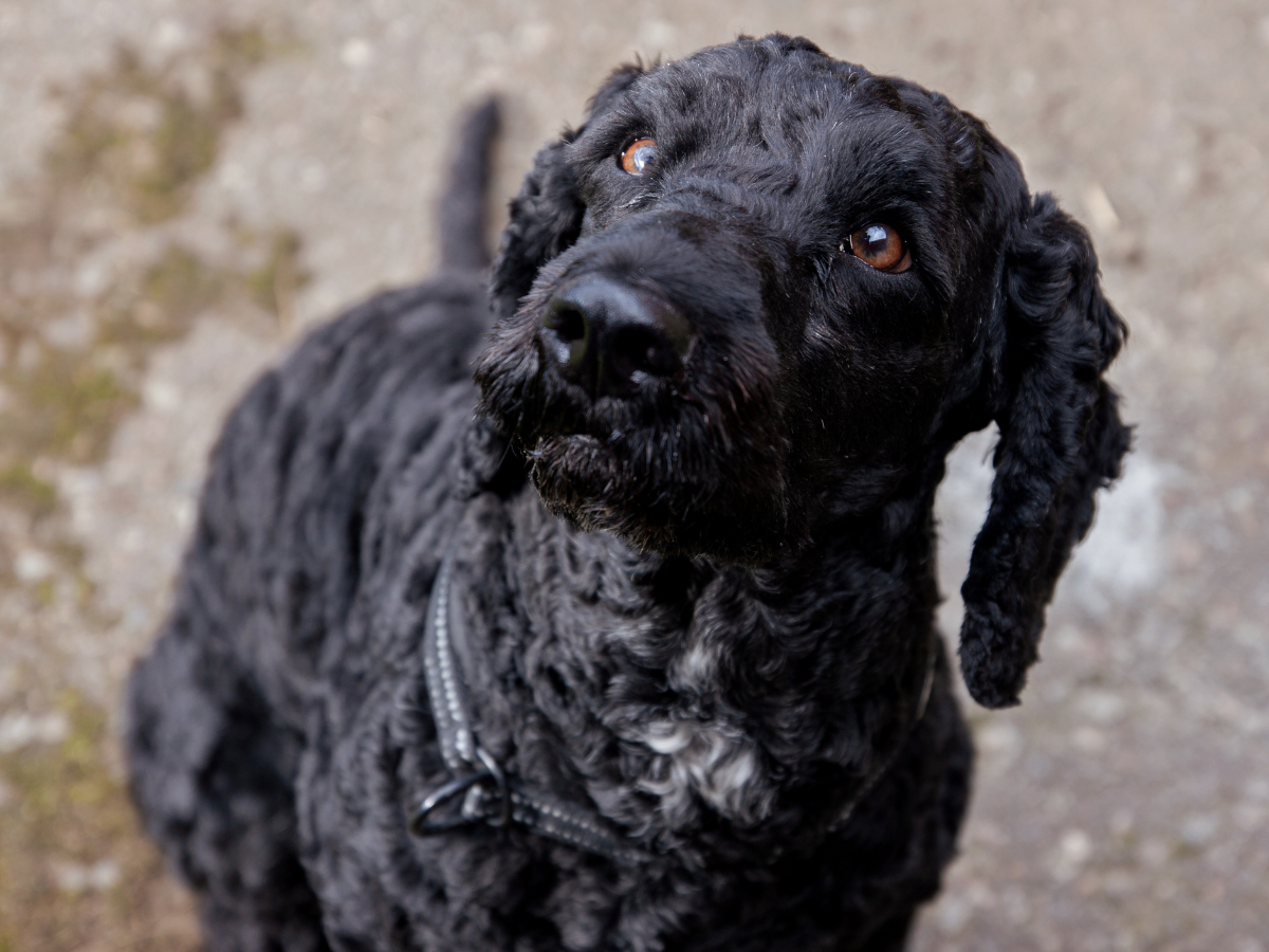 cockapoo koira tero villavalkea navettavalkea