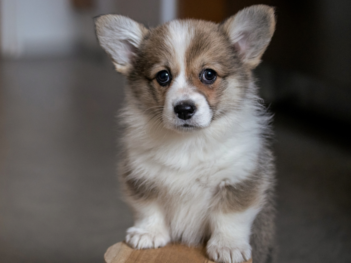 corgi pembroke soopeli koira sooda villavalkea navettavalkea