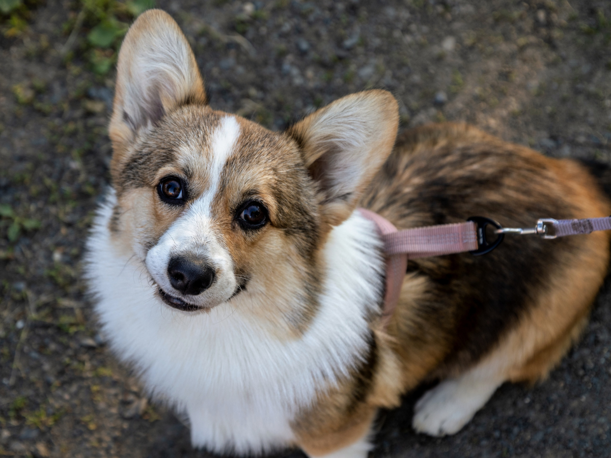 corgi pembroke sooda